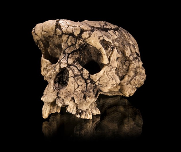 Il cranio di uno  Sahelanthropus tchadensis