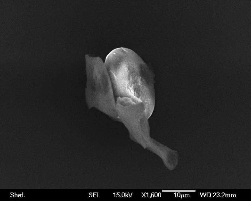 Scansione al microscopio elettronico di una presunta diatomea di origine aliena (Epa)